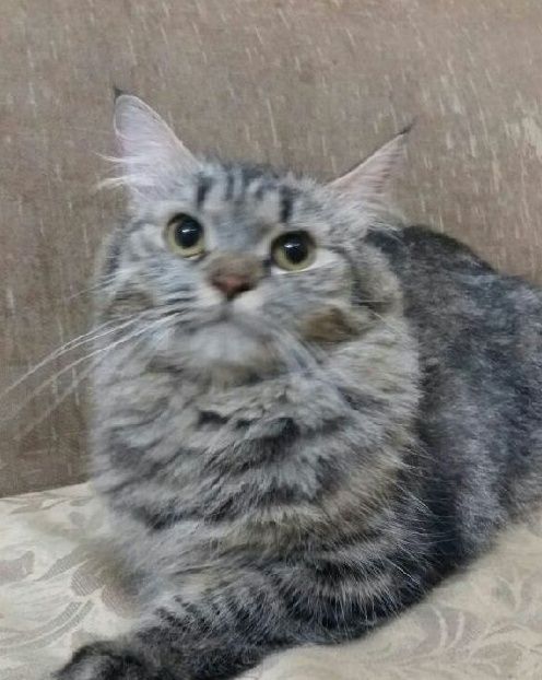 قطة انثي شيرازية حامل للبيع 1292