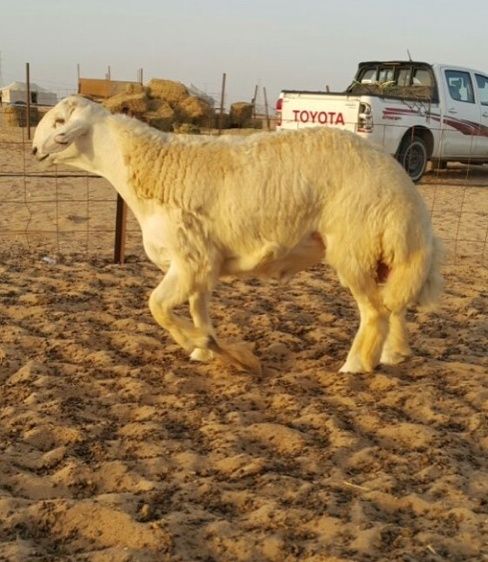 مشروعي فحلين حريه نوادرين للبيع 1311