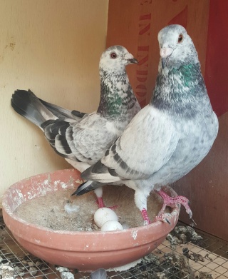 للبيع زوج حمام زاجل سباقات مسافات متوسطة 14626910