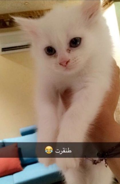 قطة شيرازي مون فيس انثى للبيع جده 2207
