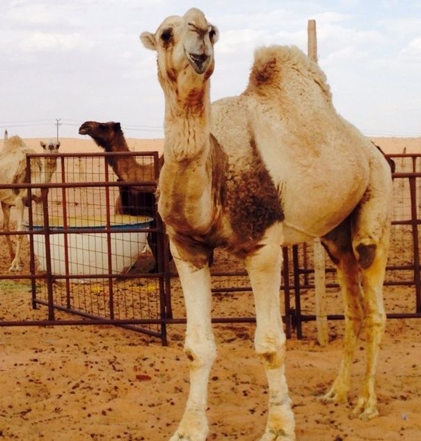 جمل منتج عوني للبيع بالقصيم 2257