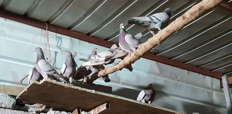 ازواج حمام سلفر للبيع 2290