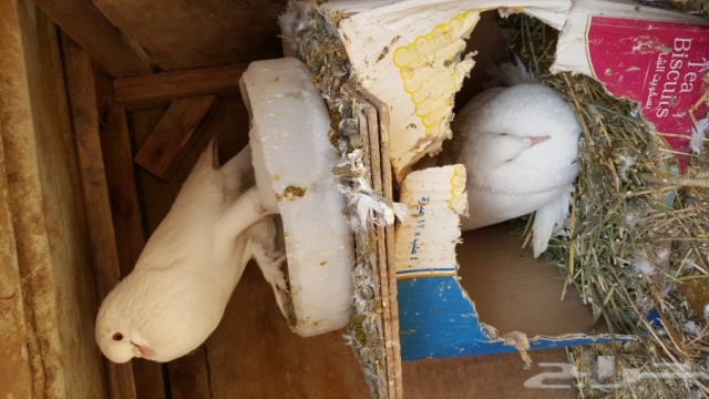 زوج حمام نفاخ رائع للبيع 57265a10