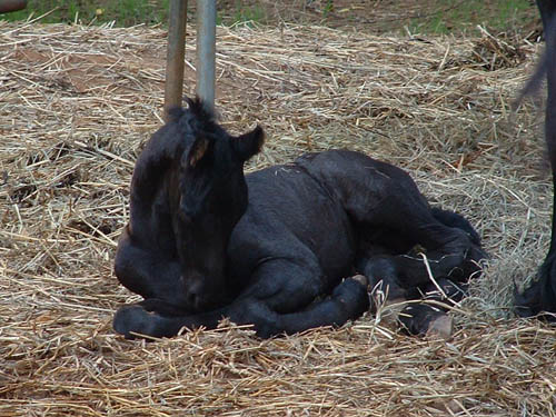 Ravenhearst comes with a foal looking for a stally Friesi14