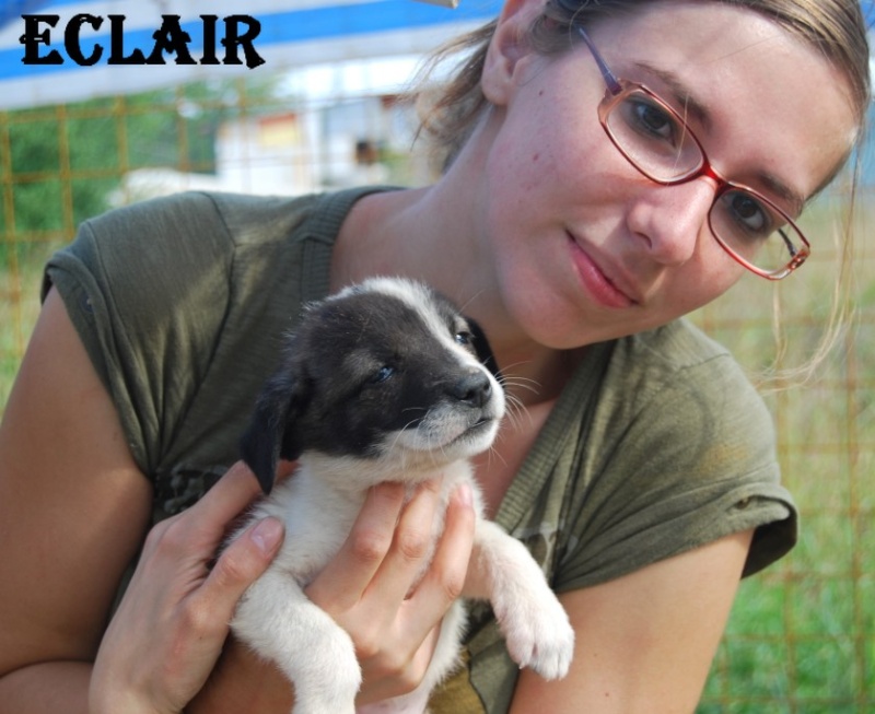 Eclair, petit chiot (femelle) chien de tina Eclair12