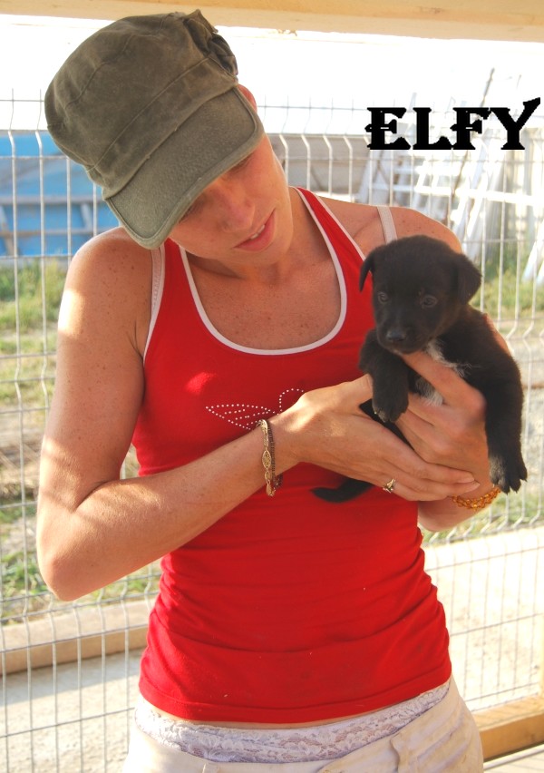 ELFY CHIOT MALE 5 SEMAINES(Tina) Elfy11