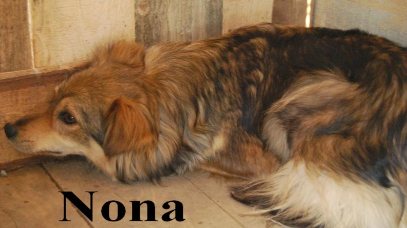NONA (f) croisée berger, 2 ans (Roumanie - Tina) Nona11