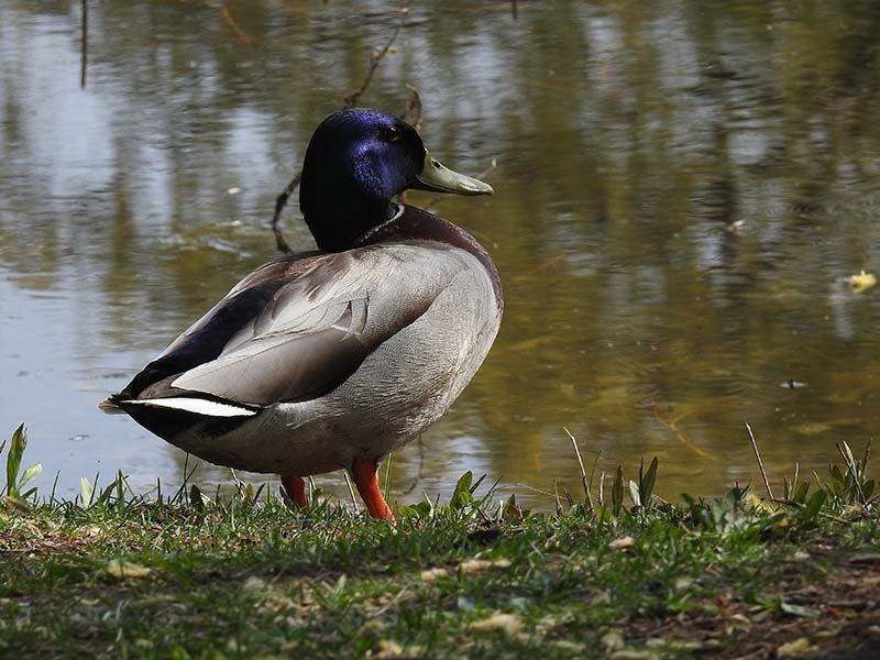 Canard colvert 00120