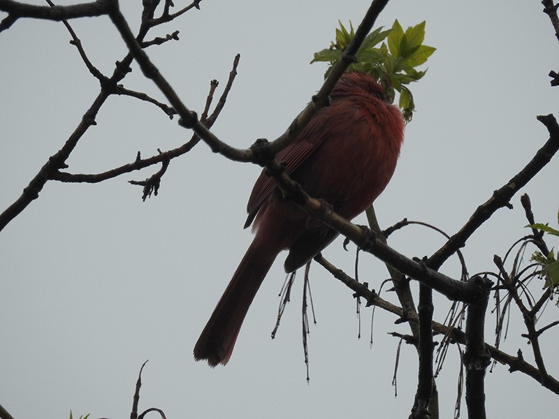 Ce matin, un cardinal sous la pluie... Card10