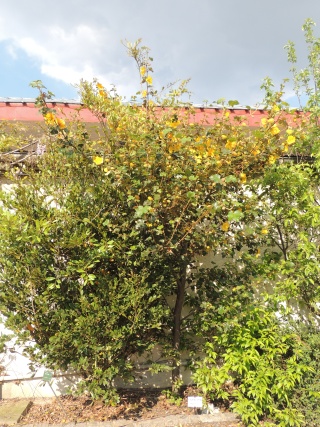 Fremontodendron californicum (decumbens) Dscn0410