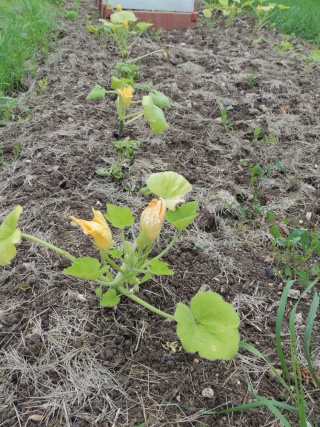 Rien ne presse pour semer les courges Dscn2713