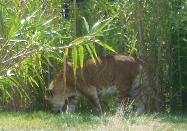 Kenya - un nuovo animale : la ligre Tigon410
