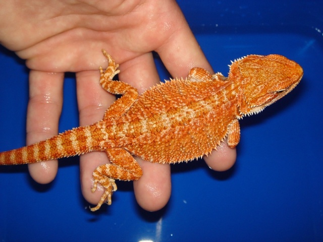 Mon cheptel de pogona vitticeps Femell10