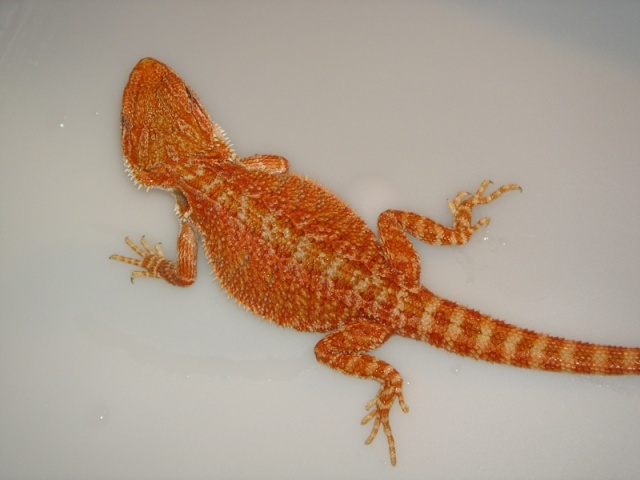 Mon cheptel de pogona vitticeps Femell11