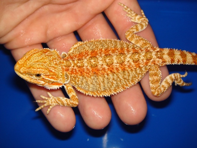 Mon cheptel de pogona vitticeps Femell12