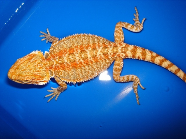 Mon cheptel de pogona vitticeps Femell13