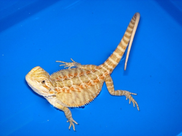 Mon cheptel de pogona vitticeps Femell15