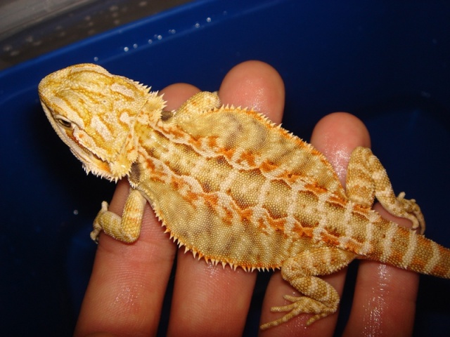 Mon cheptel de pogona vitticeps Femell16