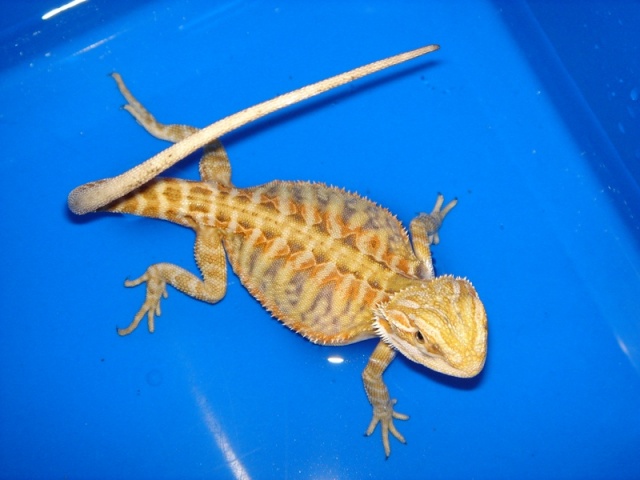 Mon cheptel de pogona vitticeps Male_l10