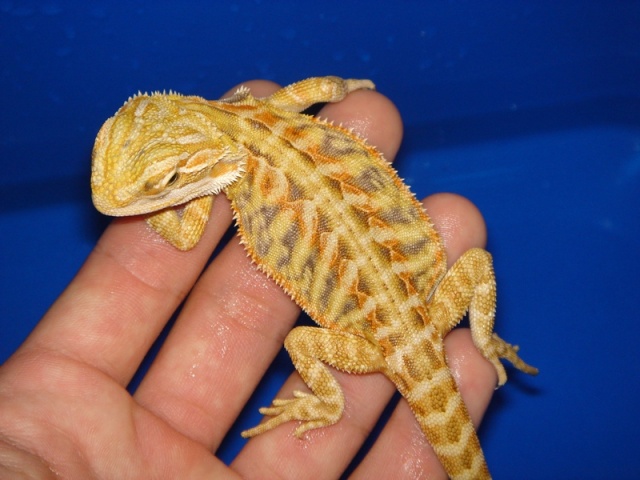 Mon cheptel de pogona vitticeps Male_l11