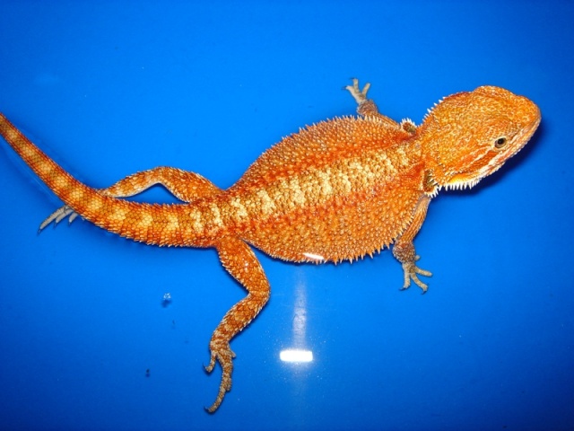 Mon cheptel de pogona vitticeps Male_r10