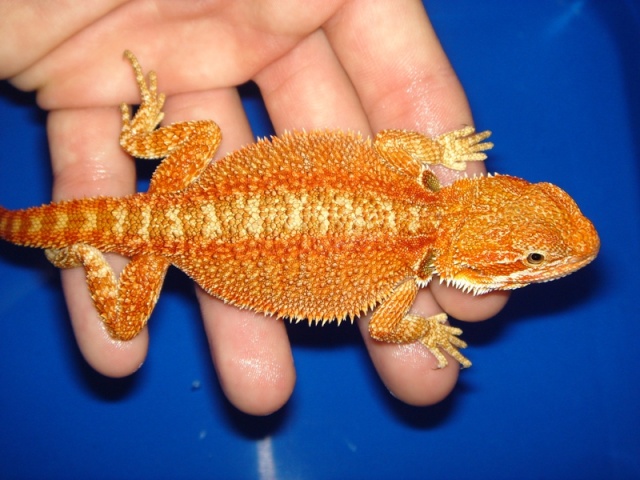 Mon cheptel de pogona vitticeps Male_r11