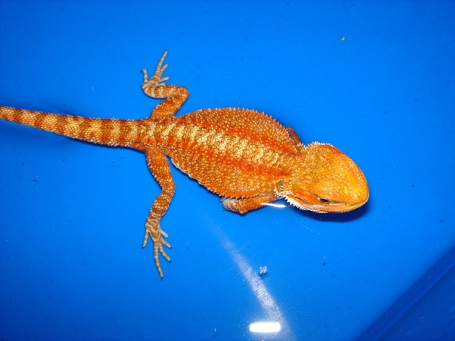 Mon cheptel de pogona vitticeps Male_r12