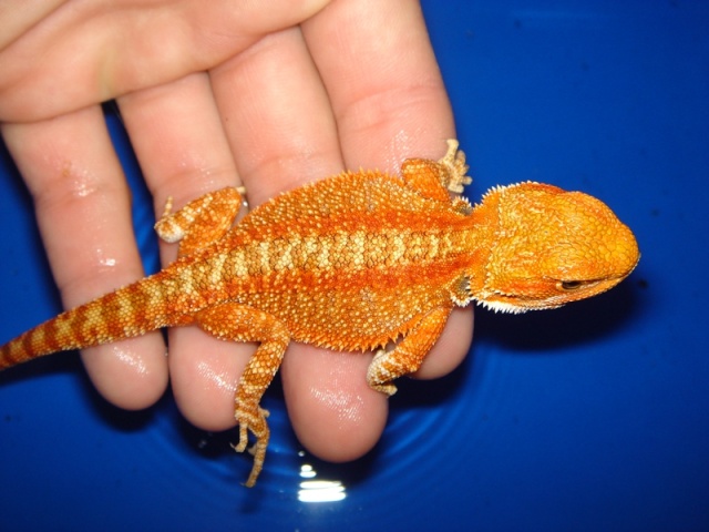 Mon cheptel de pogona vitticeps Male_r13