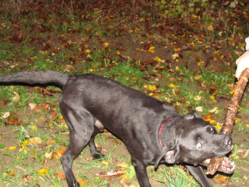 SAXO... X labrador, mâle, 9 ans Dsc04014