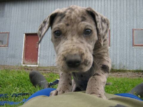 Grand Danois Chiot A Vendre Grand Danois Chiot A Vendre