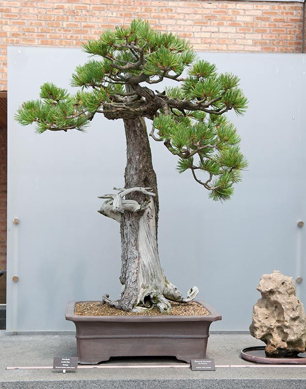 pictures wanted of this limber pine in Chicago Chicag11