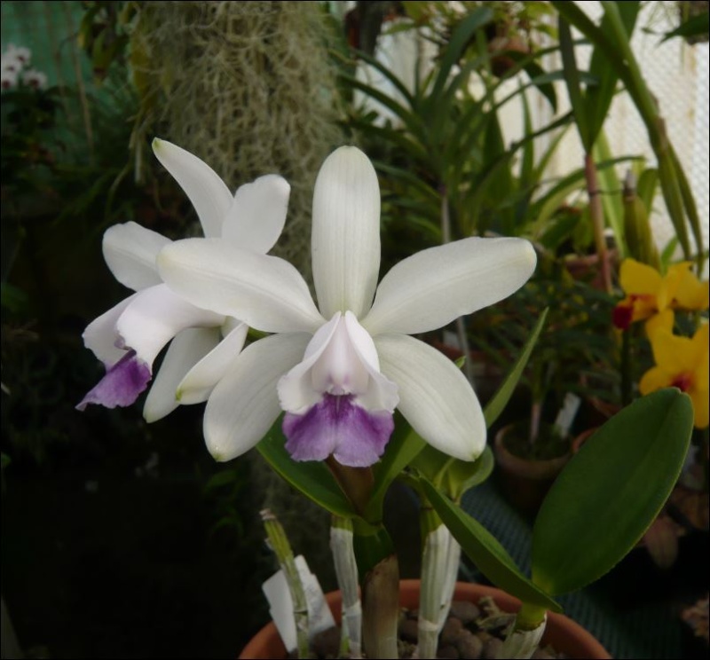 Cattleya intermedia f. coerulea Cattle10