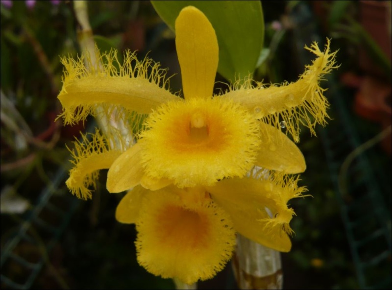 Dendrobium harveyanum Dendro13