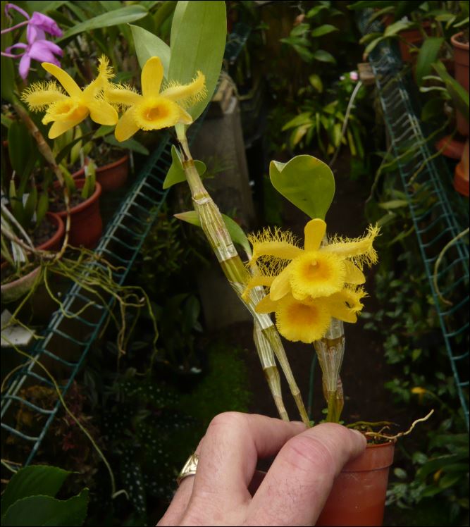 Dendrobium harveyanum Dendro14