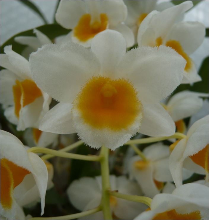 Dendrobium farmeri (forme jaune) Dendro22