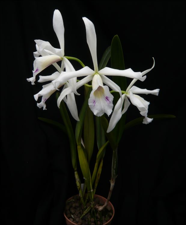 Cattleya (Laelia) purpurata f. multiforme 'Bigode de gato' Laelia13