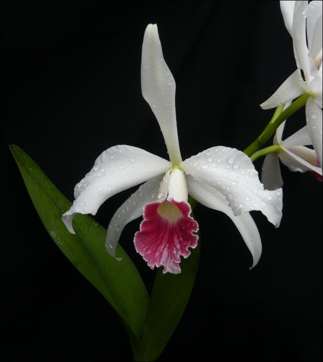 Cattleya (Laelia) purpurata f. carnea Laelia19