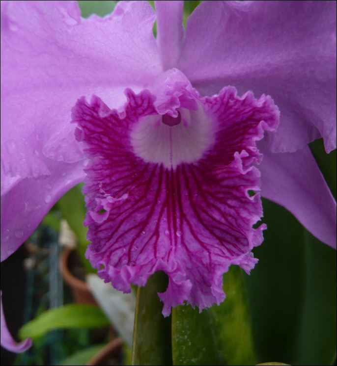 Cattleya (Laelia) lobata Laelia33