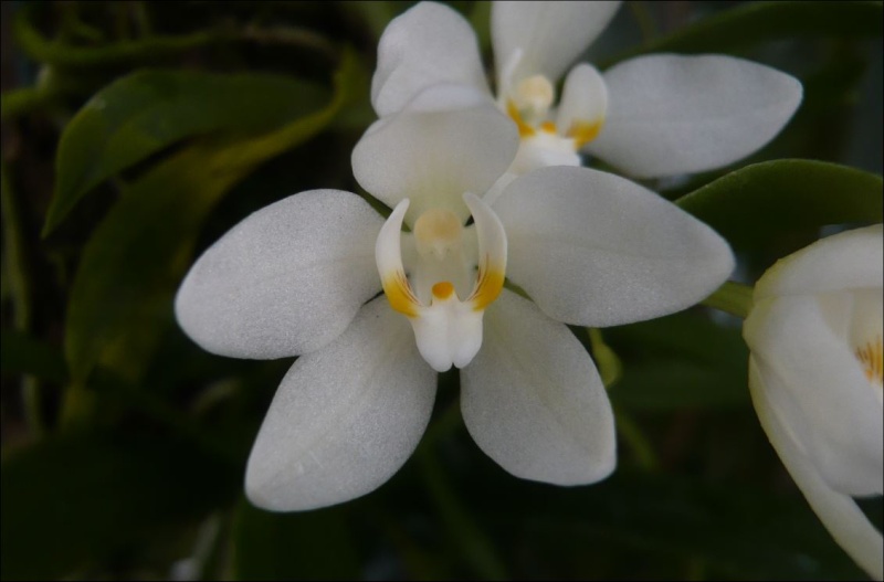 Sarcochilus falcatus Sarcoc11