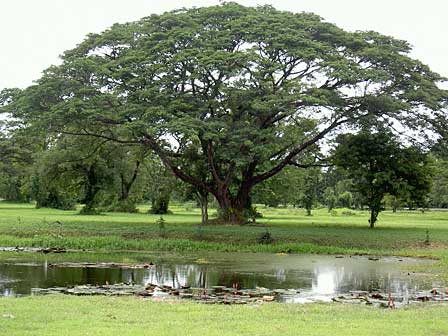 vous aimez la nature Arbre_10