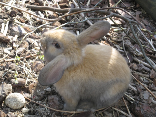 Les lapins aiment ronger des branches 04-04-14