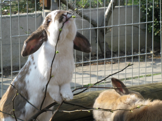 Les lapins aiment ronger des branches 04-04-21