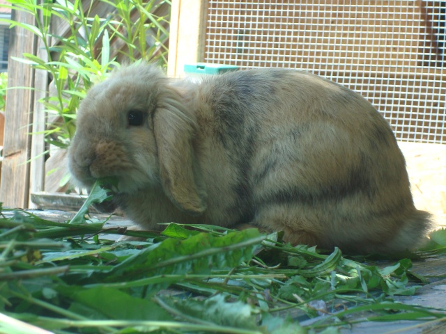 Les plantes sauvages dans l'alimentation du lapin 07-07-20