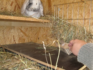 Comment s'occuper d'autant de lapins... 09-11-11
