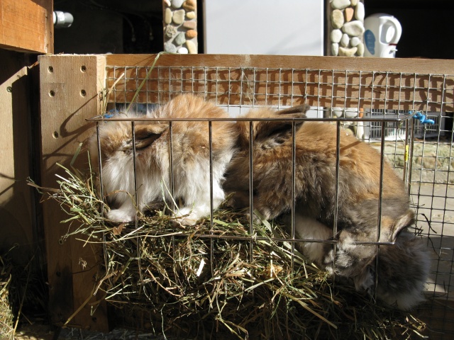 Comment apprendre à un lapin à faire ses besoins là où il se doit 19-03-15