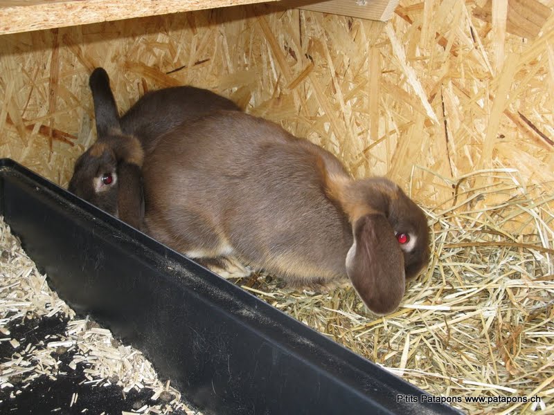 De nouveaux lapins reproducteurs chez les P'tits Patapons Houdan33