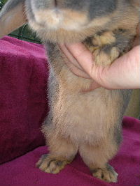 Bientôt de nouveaux lapins nains béliers reproducteurs Lapins12