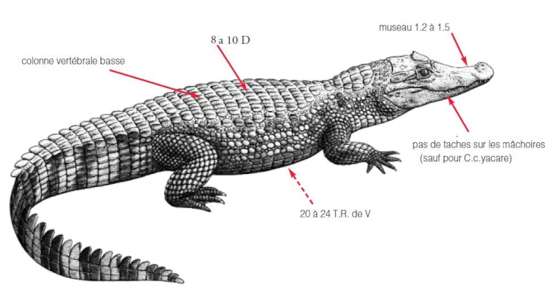 [fiche d'élevage] Caïman Crocodilus Croco110