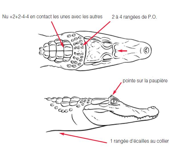 [fiche d'élevage] Caïman Crocodilus Croco210