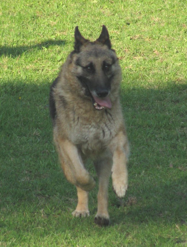 Zeus (berger allemand) - Page 22 Z313